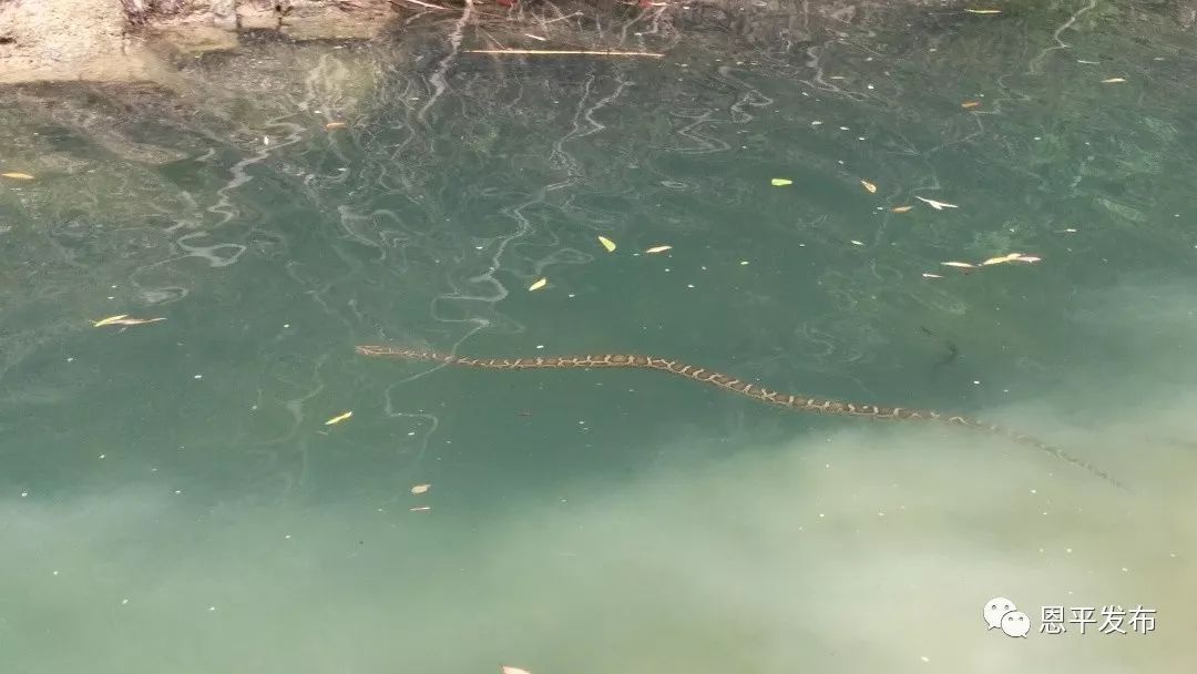 江苏河道惊现,约2米长蟒蛇尸体漂浮谜团 江苏河道惊现,约2米长蟒蛇尸体漂浮谜团