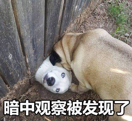 男子三轮车被自家狗推进池塘，一场意外的幽默与教训