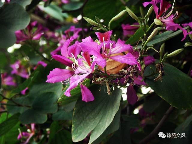 紫荆花开声,小伙的5万声梦 紫荆花开声,小伙的5万声梦